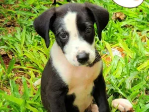 Cachorro raça Não sei, mas sou muito carinho idade Abaixo de 2 meses nome Astro