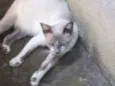 Gatos