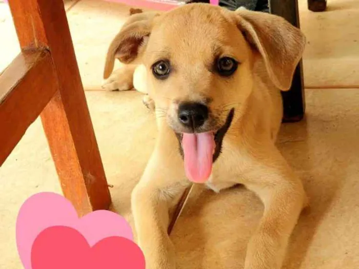 Cachorro ra a Não sei, mas sou muito amorosa idade Abaixo de 2 meses nome Clarinha