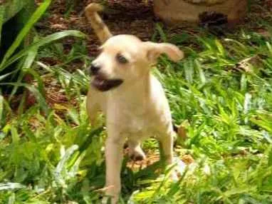 Cachorro ra a Não sei, mas sou muito amorosa idade Abaixo de 2 meses nome Clarinha