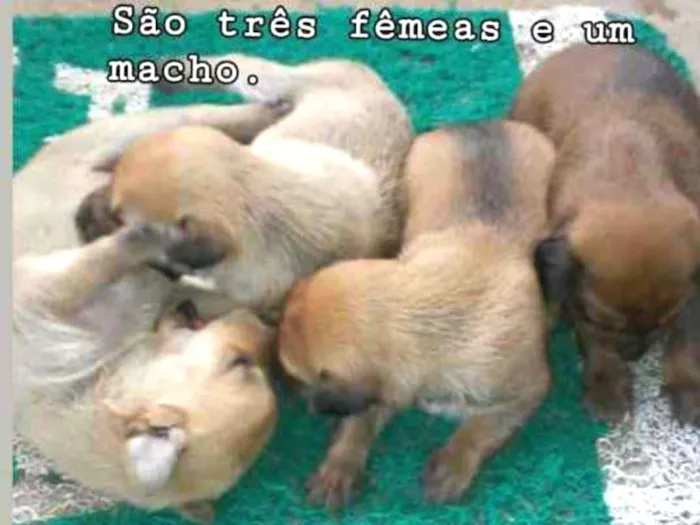 Cachorro ra a Vira lata idade Abaixo de 2 meses nome 3 fêmeas e 1 macho