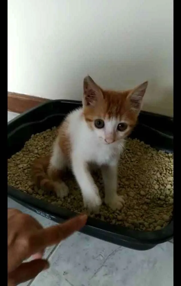 Gato ra a SRD idade 2 a 6 meses nome Filhltinha