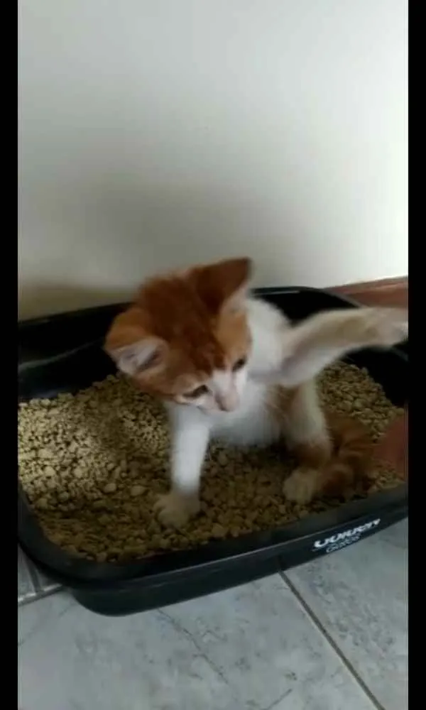 Gato ra a SRD idade 2 a 6 meses nome Filhltinha