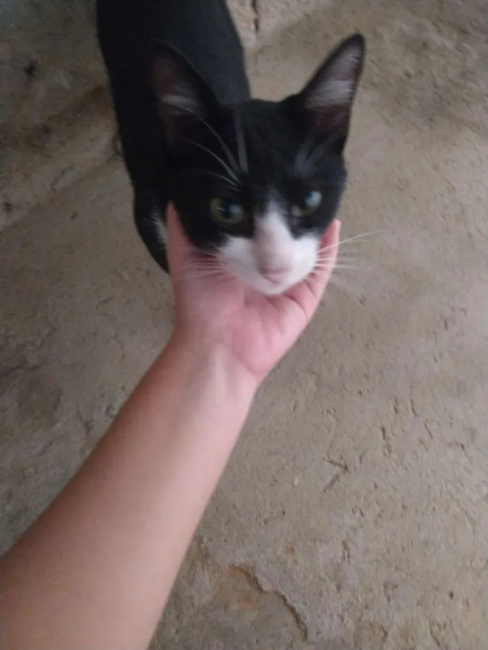Gato ra a  idade 7 a 11 meses nome Não tem