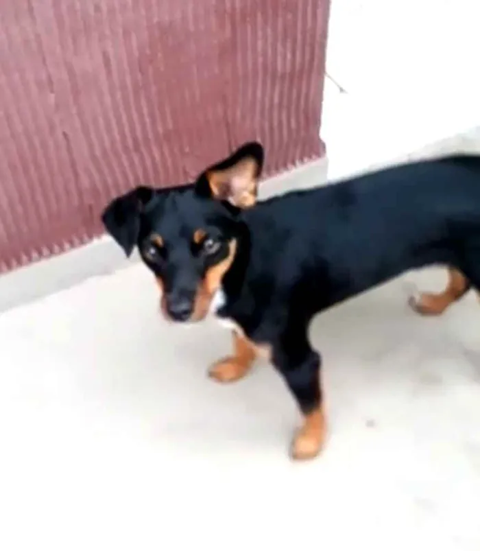 Cachorro ra a Mestiça  ( pinscher) idade 1 ano nome Sofia 