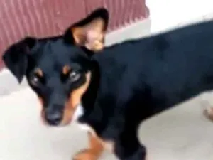 Cachorro raça Mestiça  ( pinscher) idade 1 ano nome Sofia 