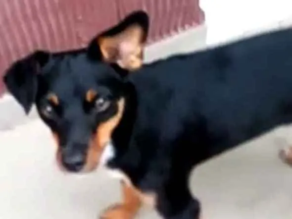 Cachorro ra a Mestiça  ( pinscher) idade 1 ano nome Sofia 