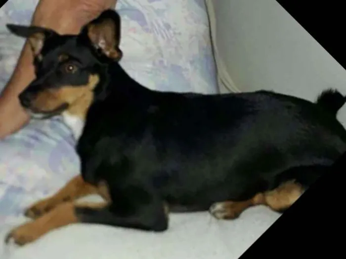 Cachorro ra a Mestiça  ( pinscher) idade 1 ano nome Sofia 