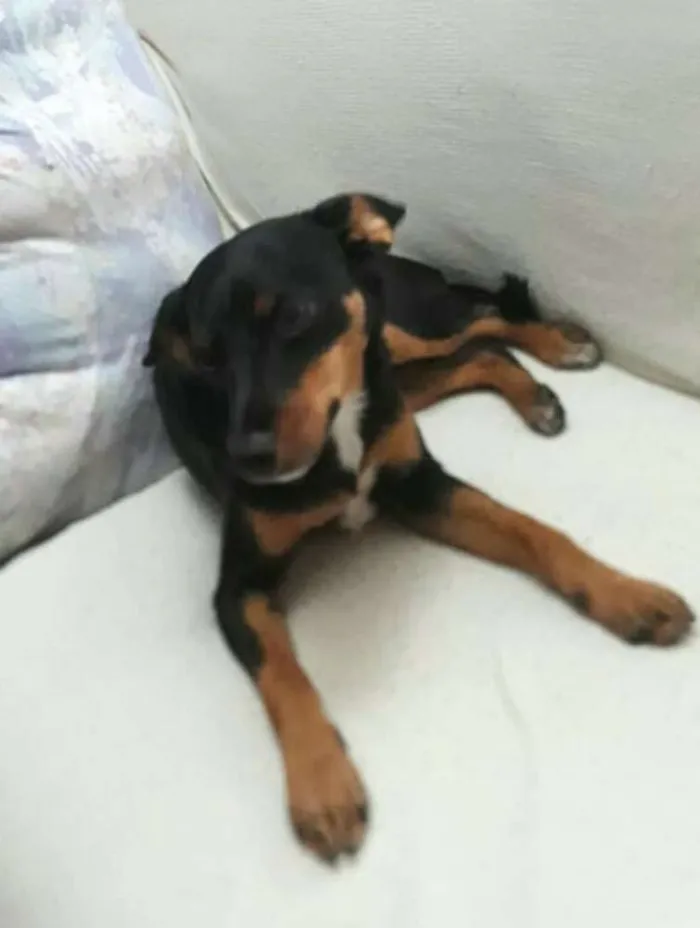 Cachorro ra a Mestiça  ( pinscher) idade 1 ano nome Sofia 