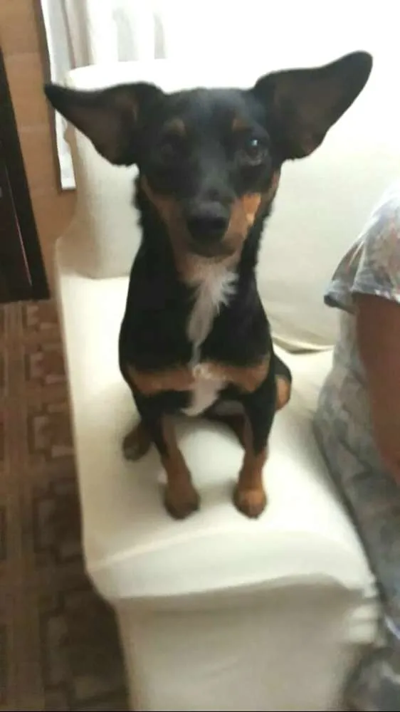 Cachorro ra a Mestiça  ( pinscher) idade 1 ano nome Sofia 