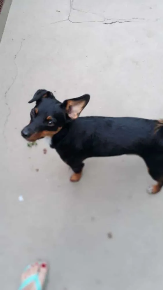 Cachorro ra a Mestiça  ( pinscher) idade 1 ano nome Sofia 