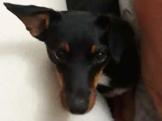Cachorro ra a Mestiça  ( pinscher) idade 1 ano nome Sofia 