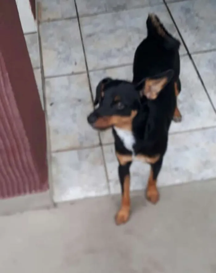 Cachorro ra a Mestiça  ( pinscher) idade 1 ano nome Sofia 