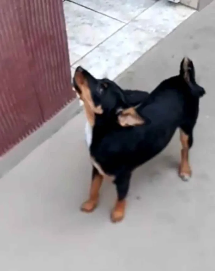 Cachorro ra a Mestiça  ( pinscher) idade 1 ano nome Sofia 