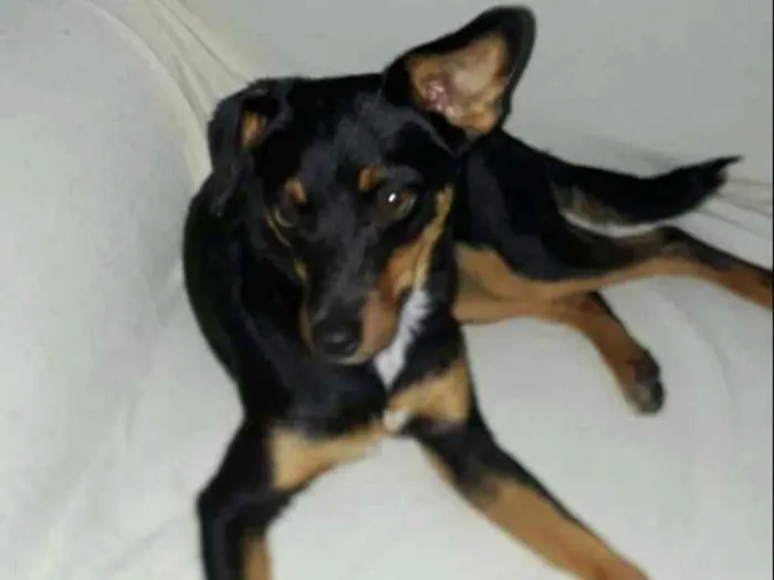 Cachorro ra a Mestiça  ( pinscher) idade 1 ano nome Sofia 