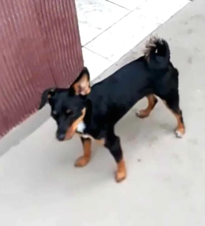 Cachorro ra a Mestiça  ( pinscher) idade 1 ano nome Sofia 