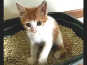 Gato raça SRD idade 2 a 6 meses nome Filhltinha