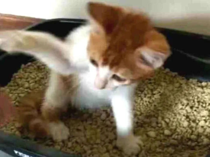 Gato ra a SRD idade 2 a 6 meses nome Filhltinha