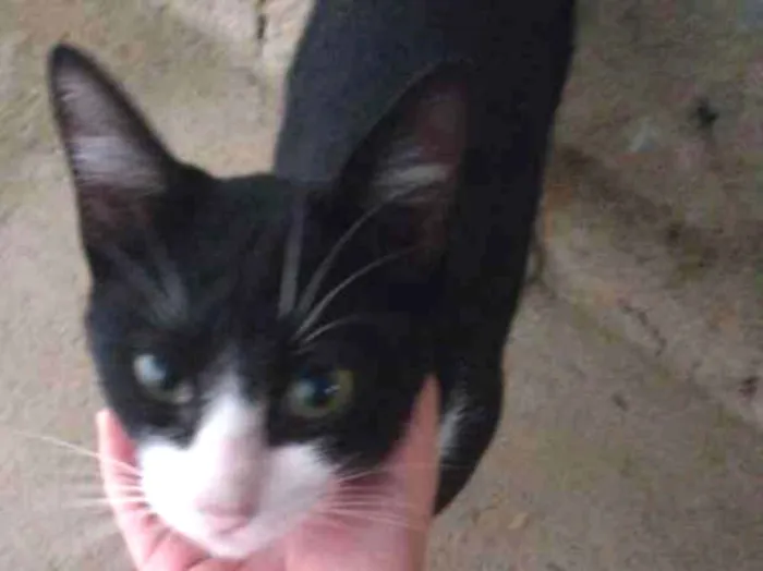 Gato ra a  idade 7 a 11 meses nome Não tem