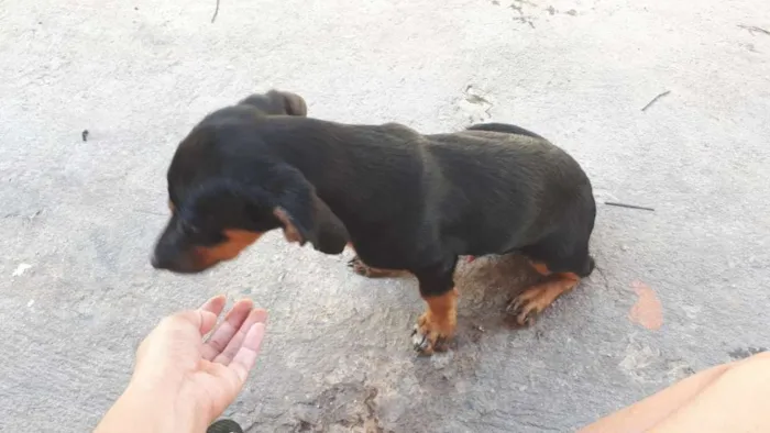 Cachorro raça Basset, (salsichichinha) idade 2 a 6 meses nome Charles