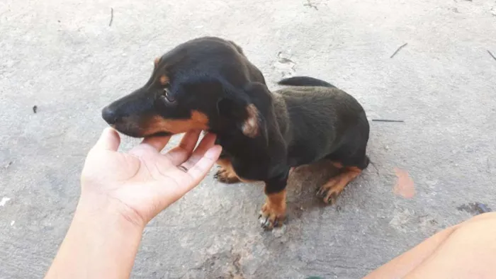 Cachorro raça Basset, (salsichichinha) idade 2 a 6 meses nome Charles