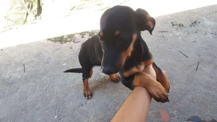 Cachorro raça Basset, (salsichichinha) idade 2 a 6 meses nome Charles