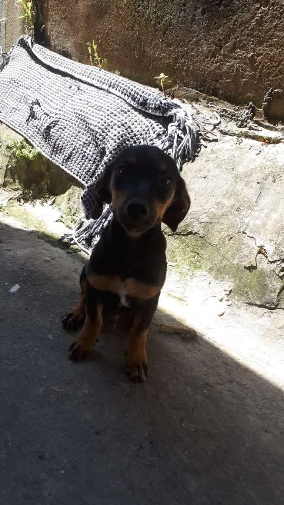 Cachorro raça Basset, (salsichichinha) idade 2 a 6 meses nome Charles