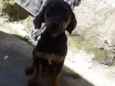 Charles