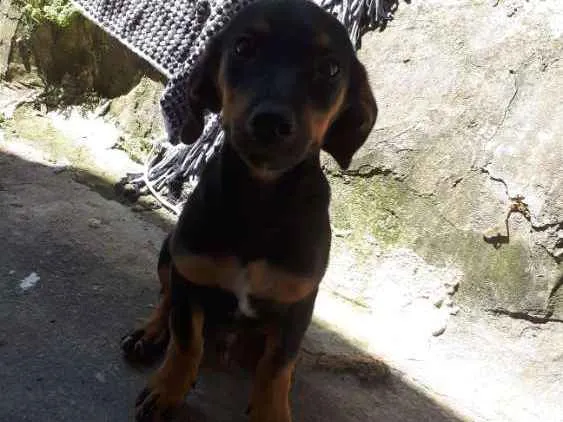 Cachorro raça Basset, (salsichichinha) idade 2 a 6 meses nome Charles