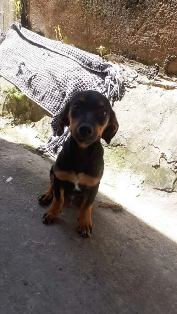 Cachorro raça Basset, (salsichichinha) idade 2 a 6 meses nome Charles