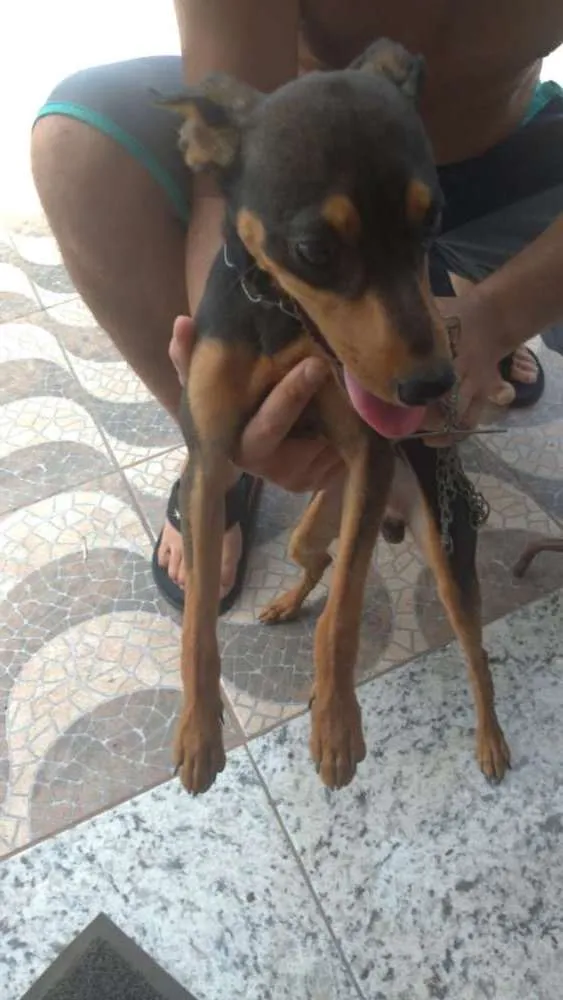 Cachorro ra a PINSCHER idade 7 a 11 meses nome Sem nome