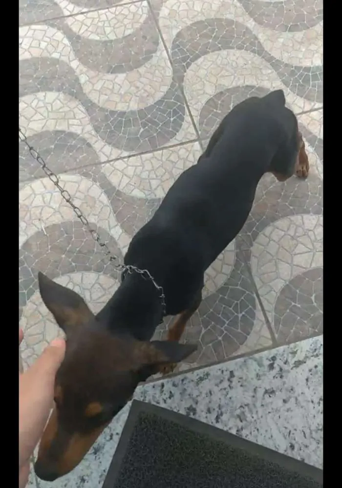 Cachorro ra a PINSCHER idade 7 a 11 meses nome Sem nome