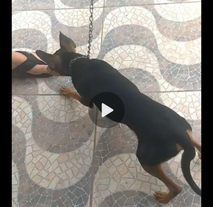 Cachorro ra a PINSCHER idade 7 a 11 meses nome Sem nome