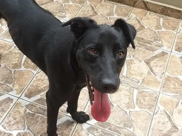 Cachorro ra a Indefenida idade 1 ano nome Nina