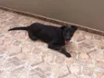 Nina