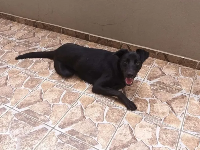Cachorro ra a Indefenida idade 1 ano nome Nina