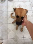Pipoca