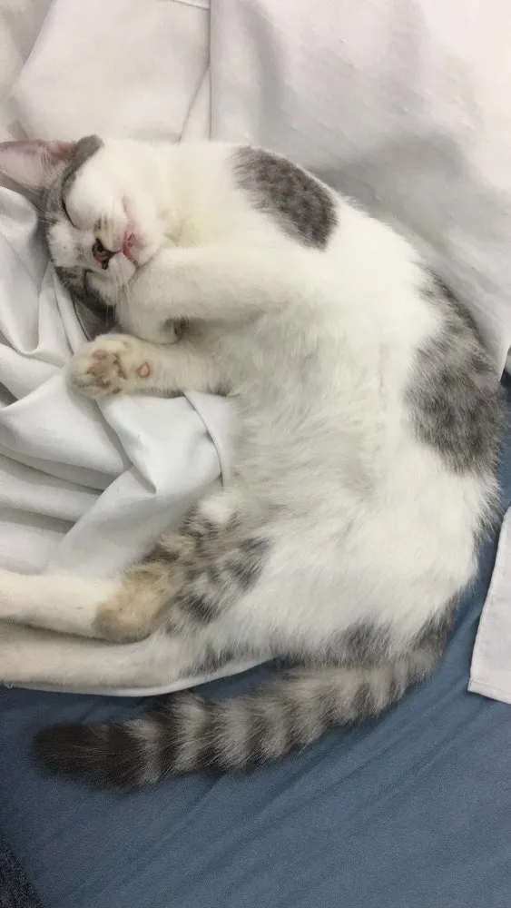 Gato ra a Sem raça idade 2 a 6 meses nome Defini como “Loki”