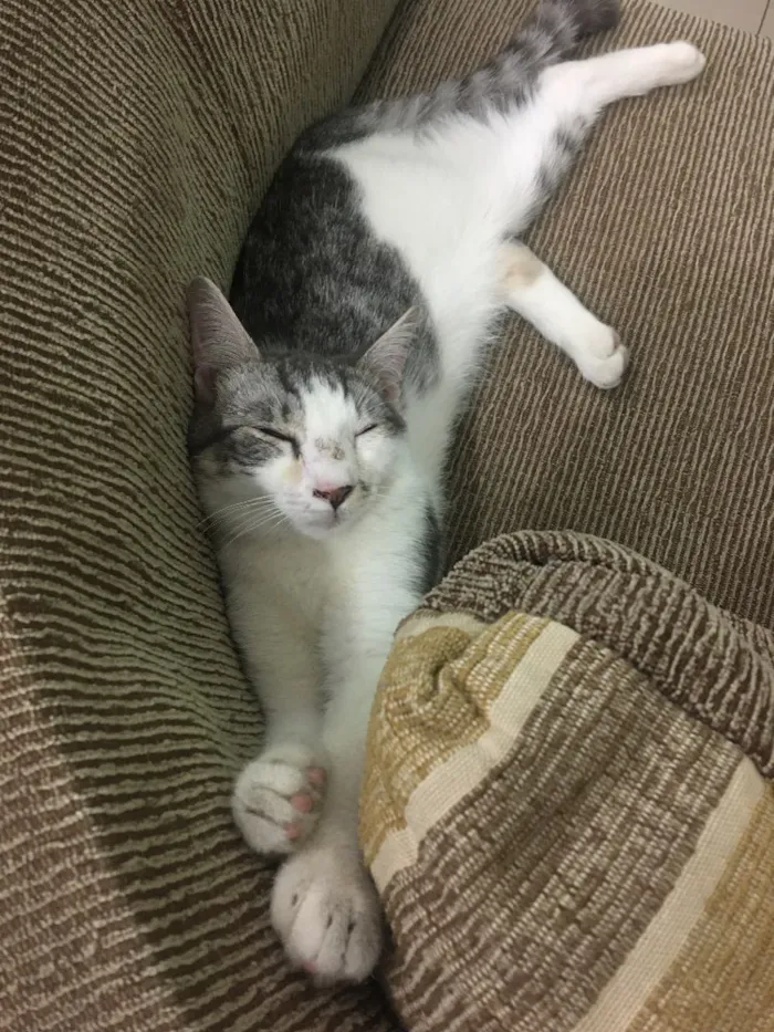 Gato ra a Sem raça idade 2 a 6 meses nome Defini como “Loki”