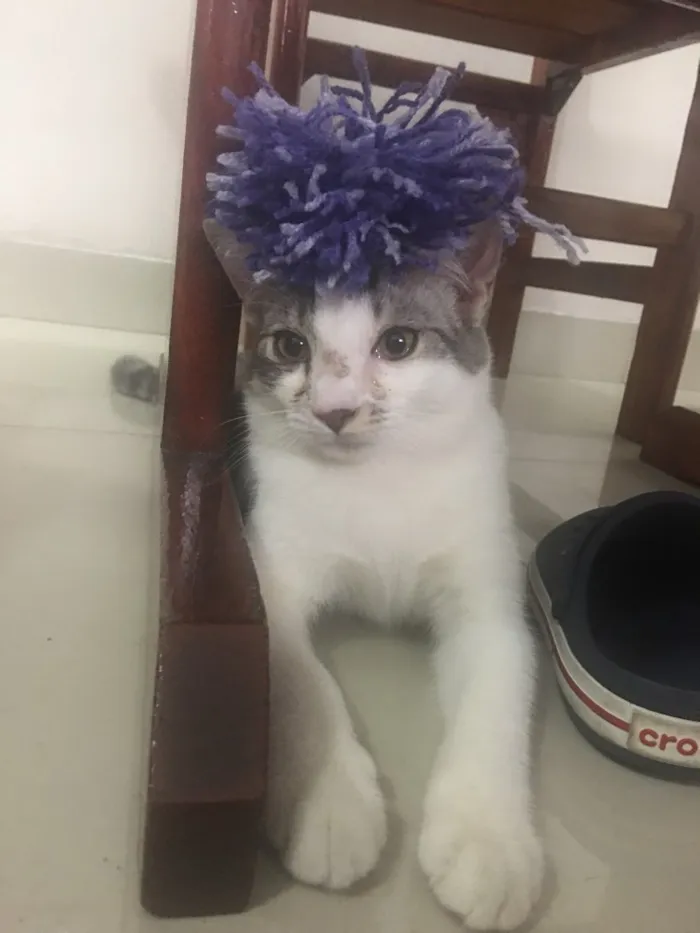 Gato ra a Sem raça idade 2 a 6 meses nome Defini como “Loki”