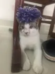Defini como “Loki”