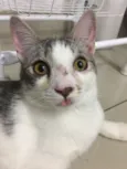 Defini como “Loki”