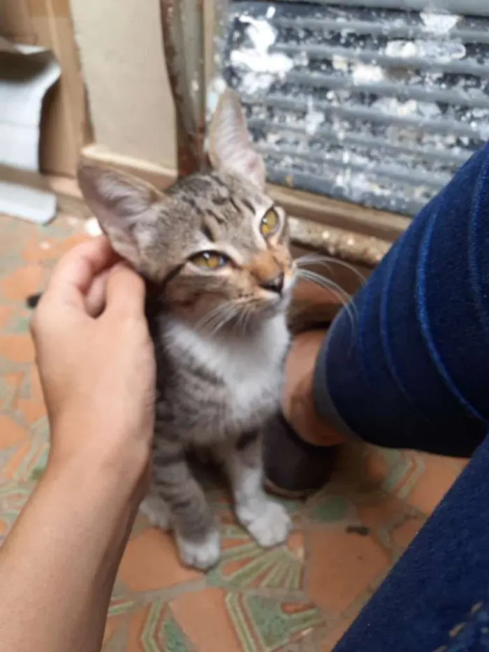 Gato raça  idade Abaixo de 2 meses nome Sem nome 