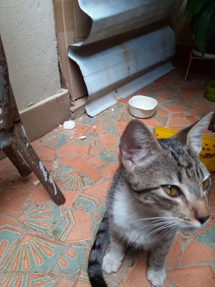 Gato raça  idade Abaixo de 2 meses nome Sem nome 