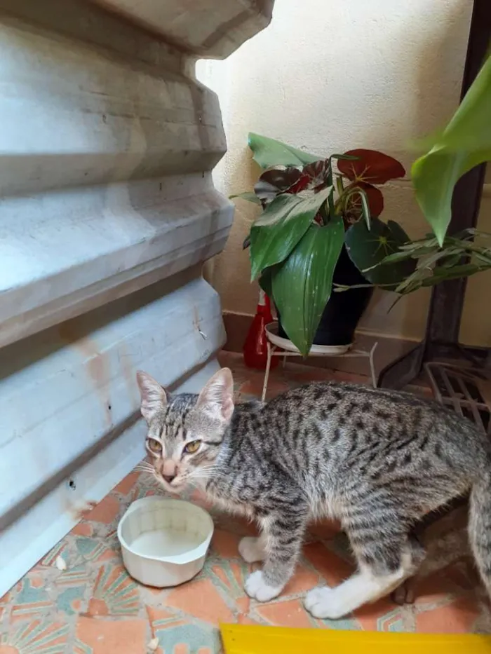 Gato raça  idade Abaixo de 2 meses nome Sem nome 
