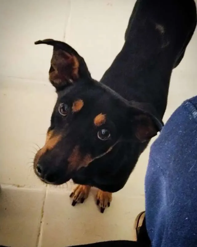 Cachorro ra a Vira Lata idade 4 anos nome Nina