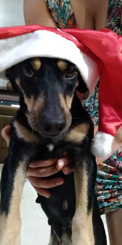 Cachorro ra a Vira Lata idade 4 anos nome Nina
