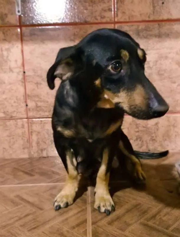 Cachorro ra a Vira Lata idade 4 anos nome Nina