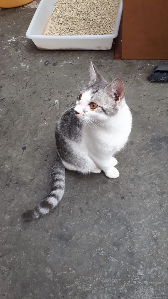 Gato ra a Sem raça idade 2 a 6 meses nome Defini como “Loki”