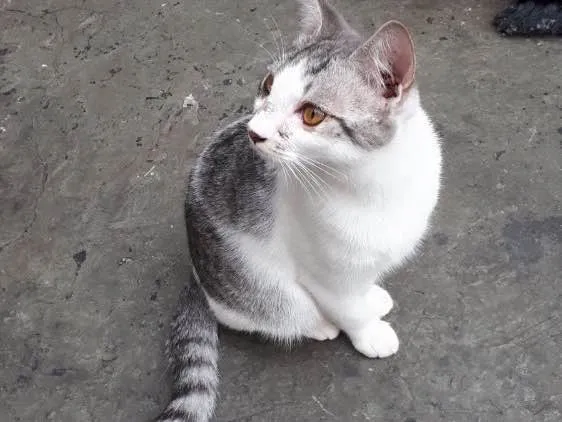 Gato ra a Sem raça idade 2 a 6 meses nome Defini como “Loki”